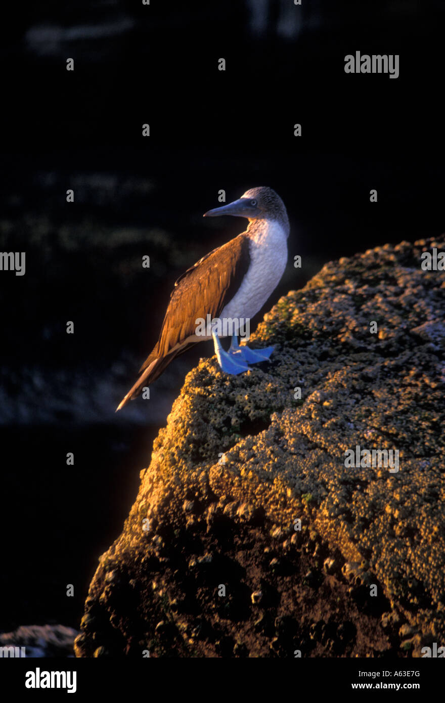 Blue-footed booby, Sula nebouxii, Isabela Island, Albemarle Island, Galapagos Islands, Ecuador, South America Stock Photo