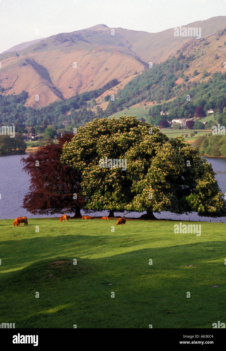 England Cumbria Lake District Grasmere Lake cows in pasture Stock Photo