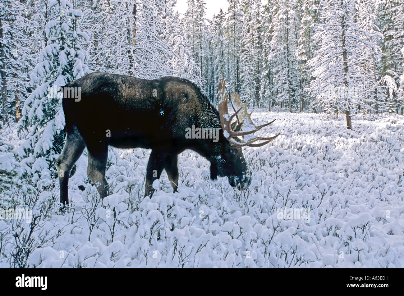 A Bull Moose foraging in the snow Stock Photo