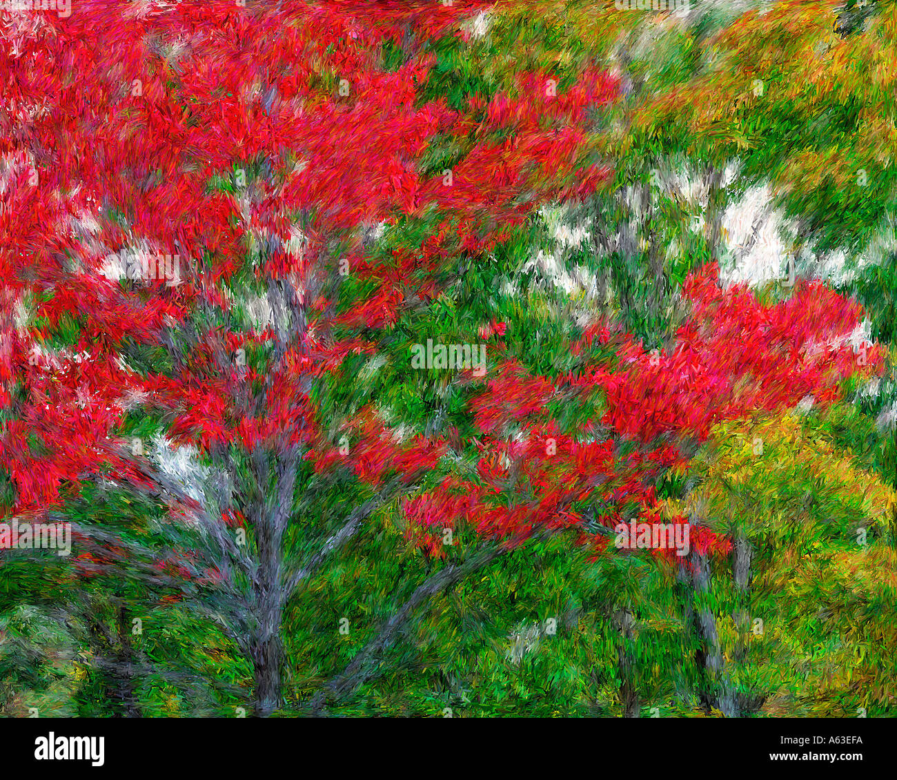 New england maple tree hi-res stock photography and images - Alamy