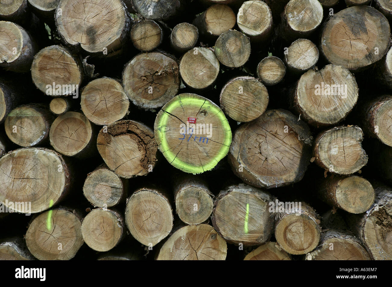 Close-up of stacks of wooden logs Stock Photo