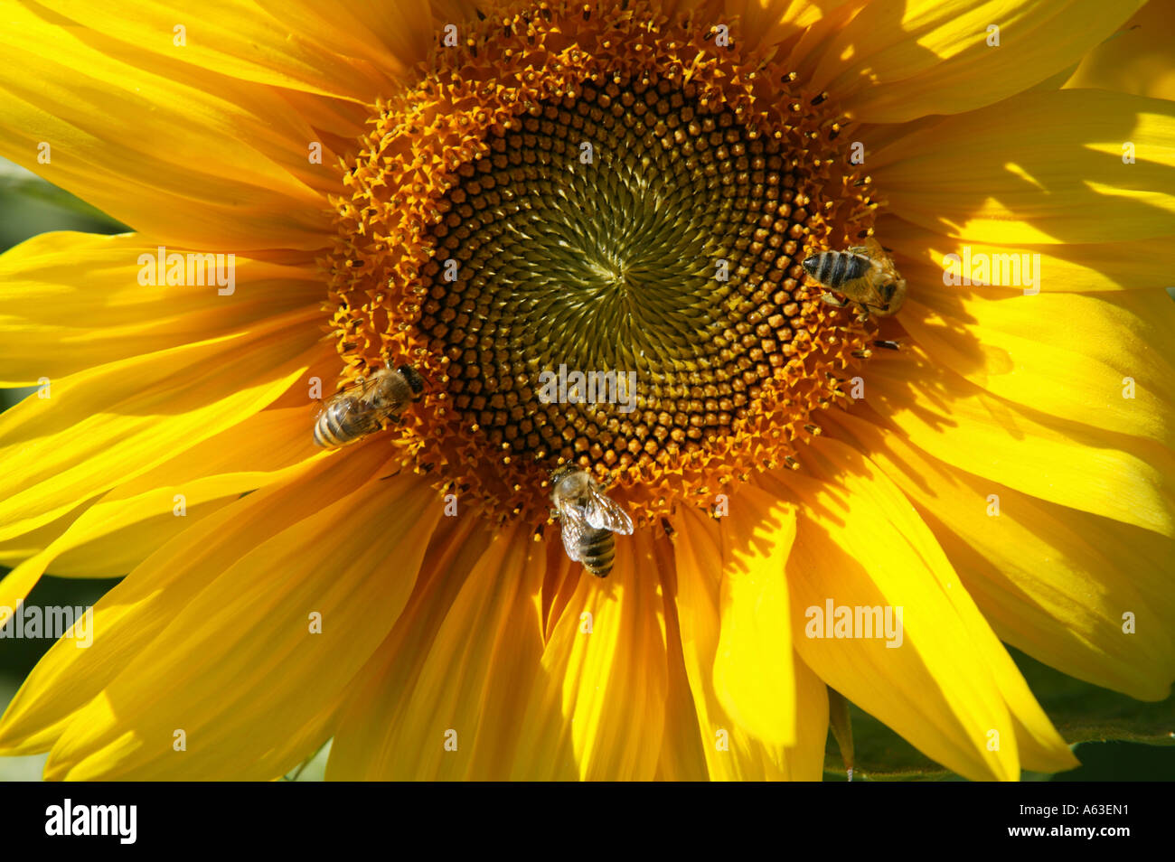 Close-up of bees pollinating on Sunflower (Helianthus annuus) Stock Photo