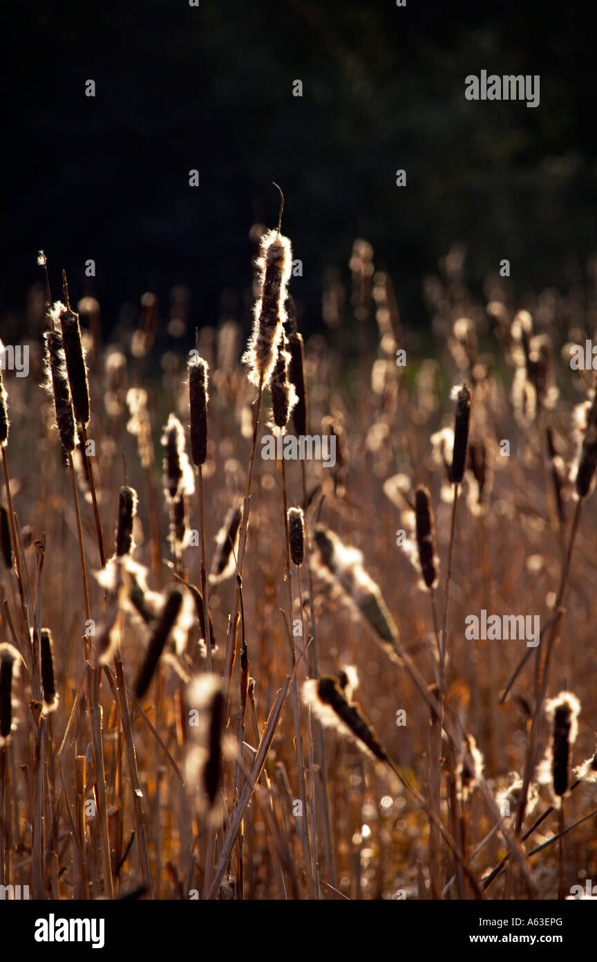 Bulrushes in spring Epping Forest London UK Stock Photo
