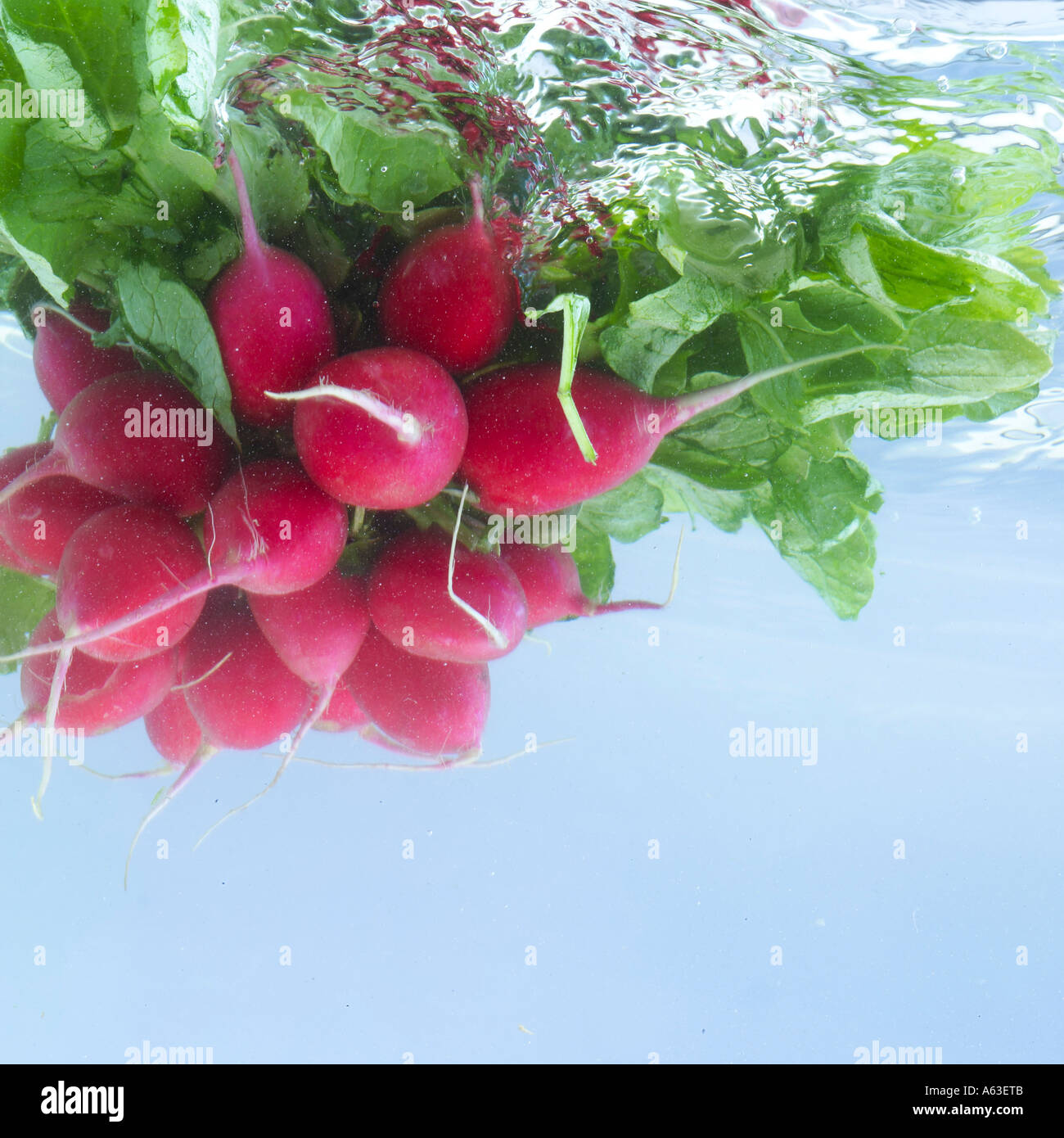 Close-up of radishes in water Stock Photo