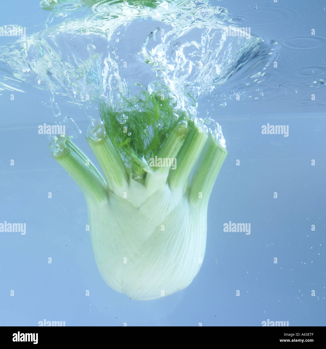 Close-up of fennel splashing in water Stock Photo