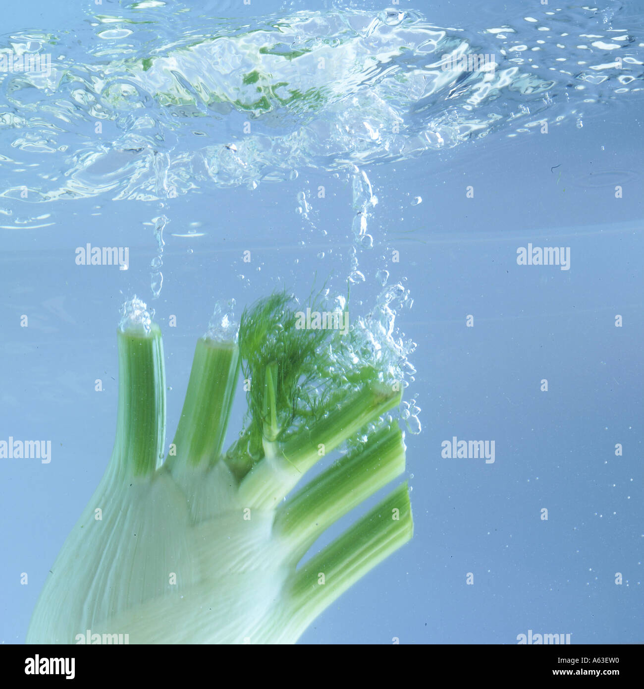 Close-up of fennel splashing in water Stock Photo