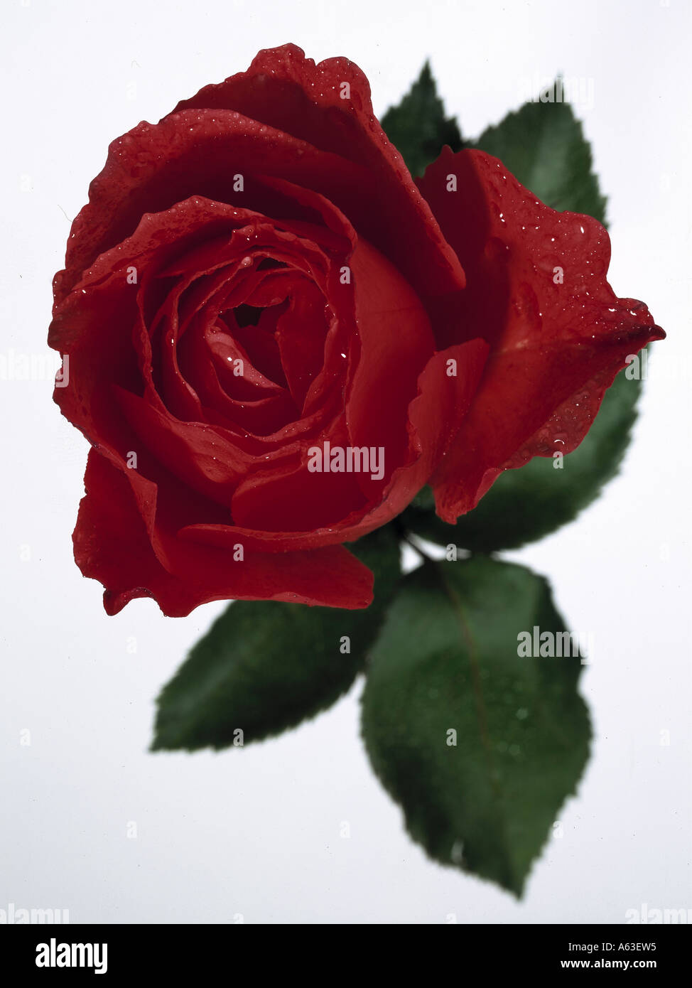 Close-up of red rose Stock Photo