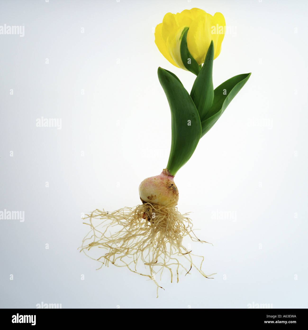 Close-up of tulip flower with roots against white background Stock Photo