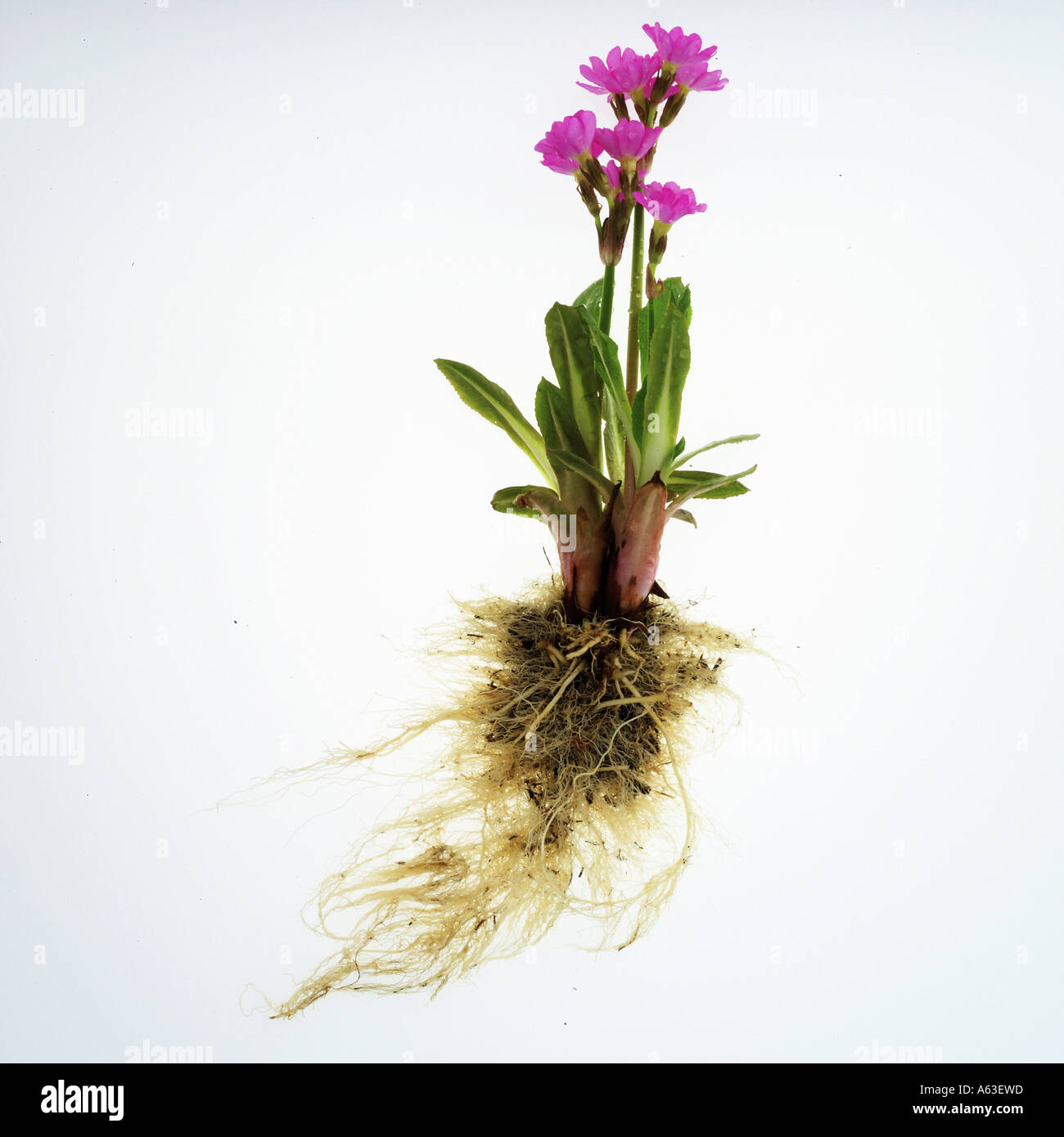 Closeup of flowers with roots against white background Stock Photo 6541852 Alamy