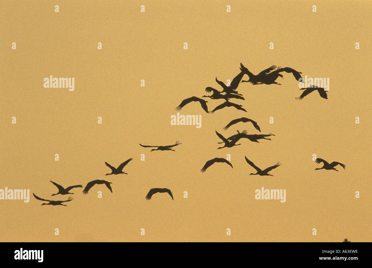 Silhouette of geese in flight Stock Photo