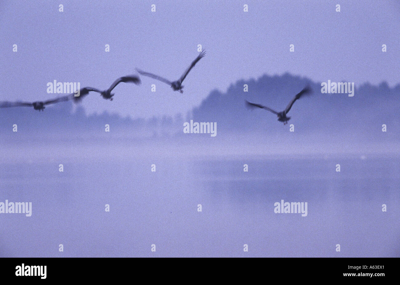 Silhouette of geese flying over lake Stock Photo