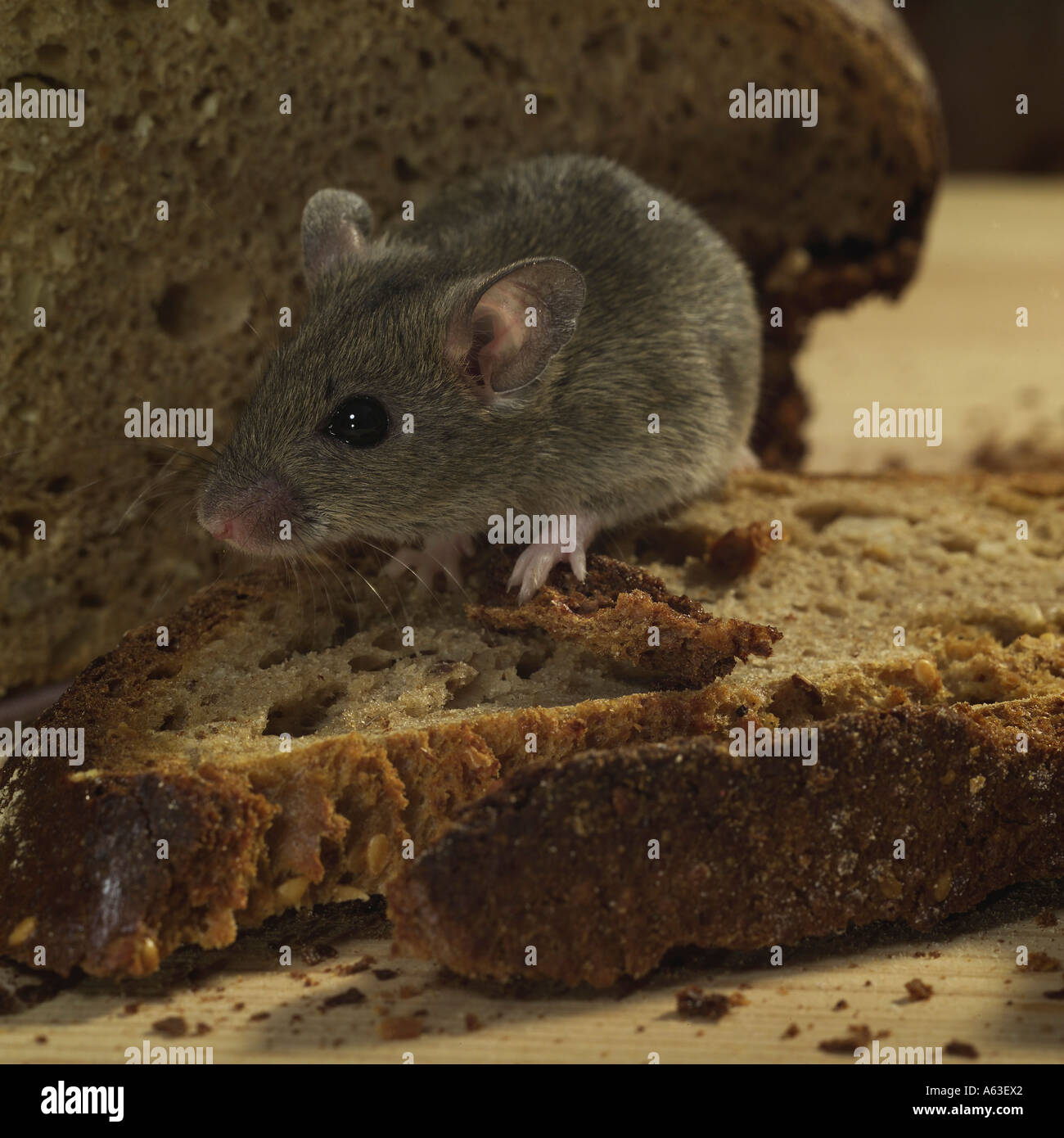 Closeup of mouse eating bread Stock Photo Alamy