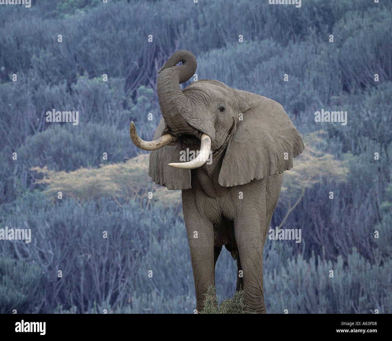 Charging elephant digital composite Stock Photo