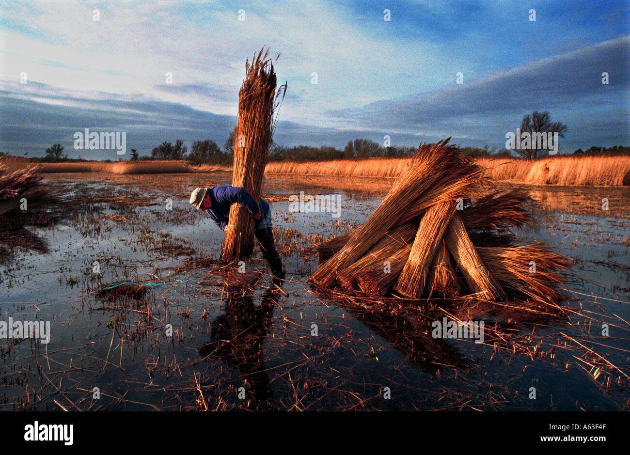 Cut Reeds Eric Edwards, marshman cutting reeds on the Norfolk Broads, Norfolk ...