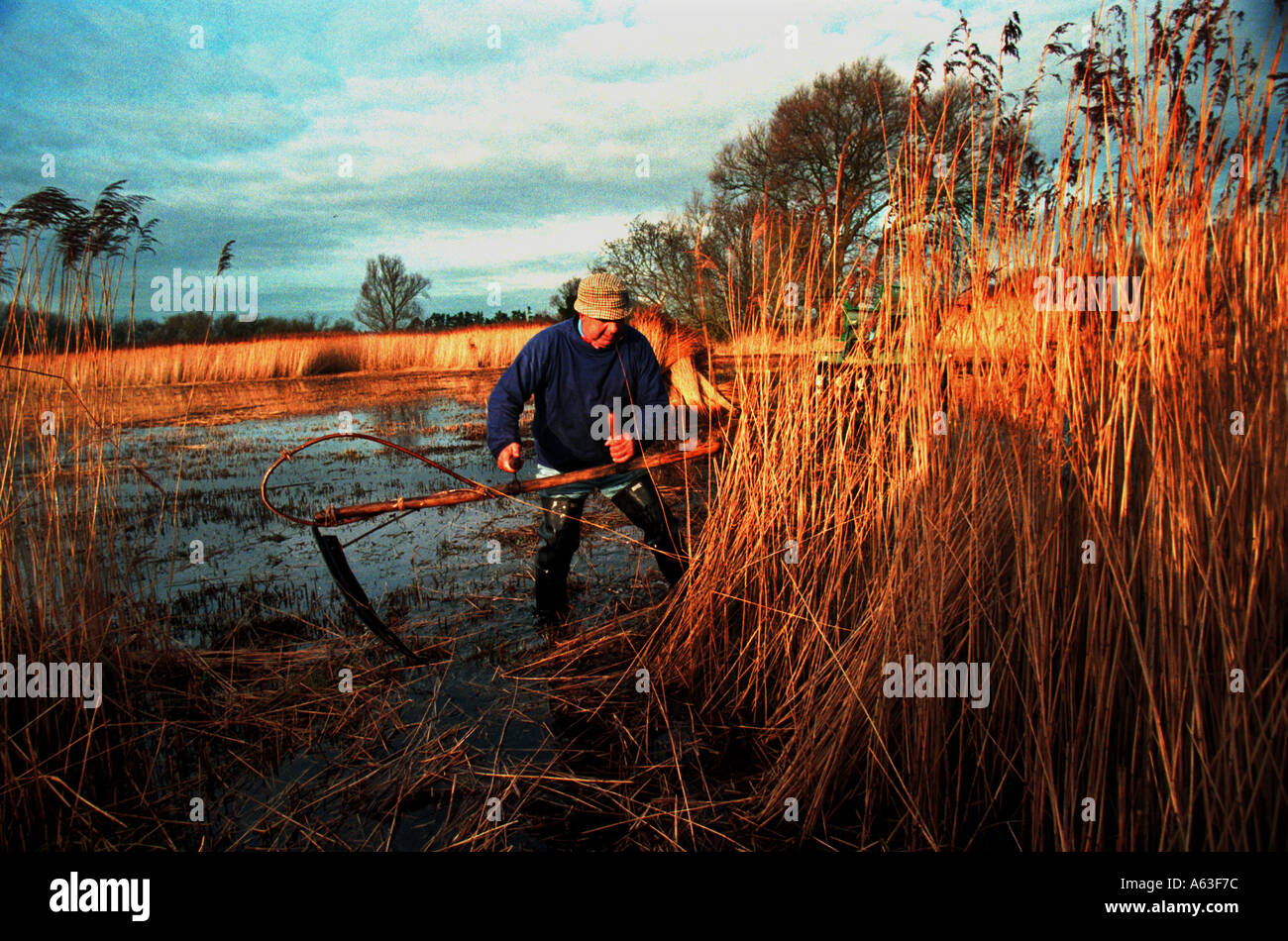 Reed cutting norfolk hires stock photography and images Alamy