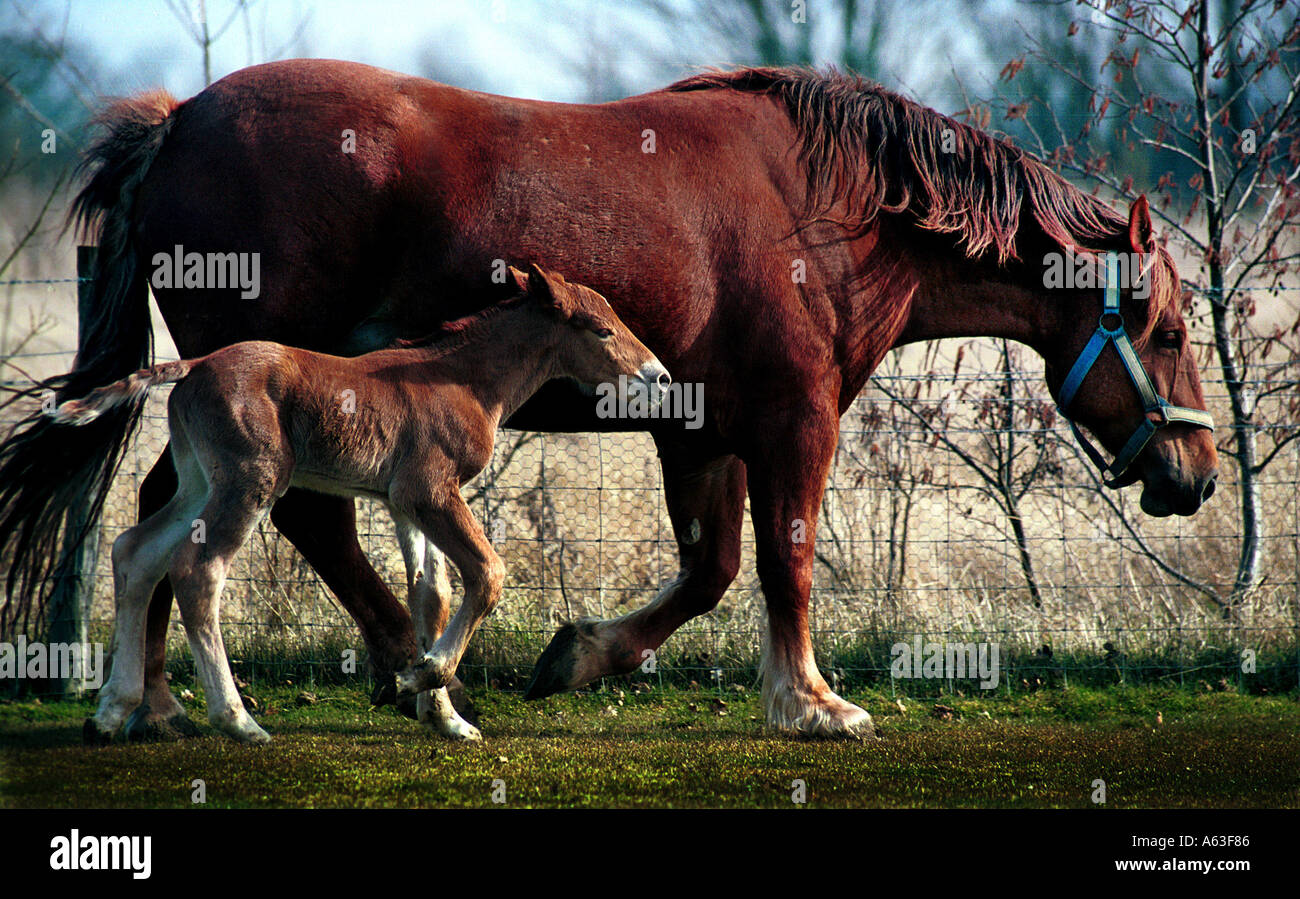 Suffolk Punch Horses at Rede ( correct spelling ) Hall farm, near Bury St Edmunds, Suffolk, England. Stock Photo