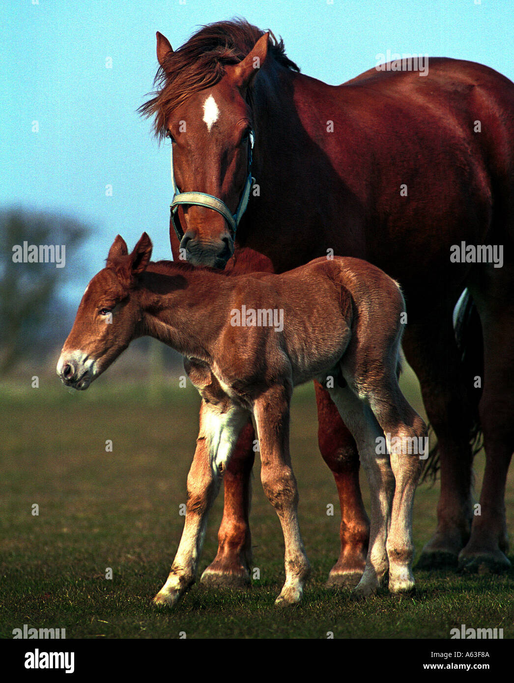 Suffolk Punch Horses at Rede ( correct spelling ) Hall farm, near Bury St Edmunds, Suffolk, England. Stock Photo