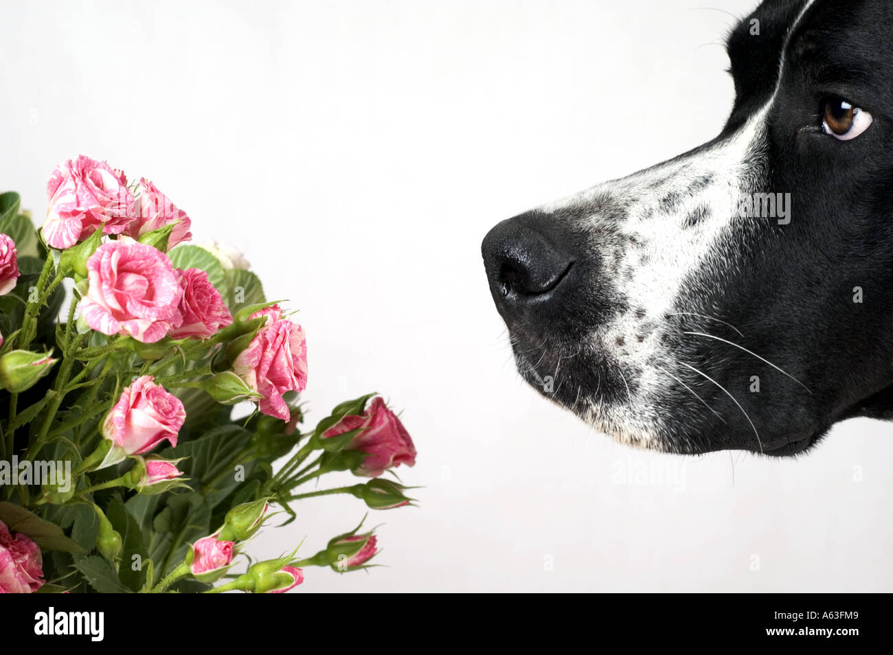 Dog smelling roses Stock Photo Alamy
