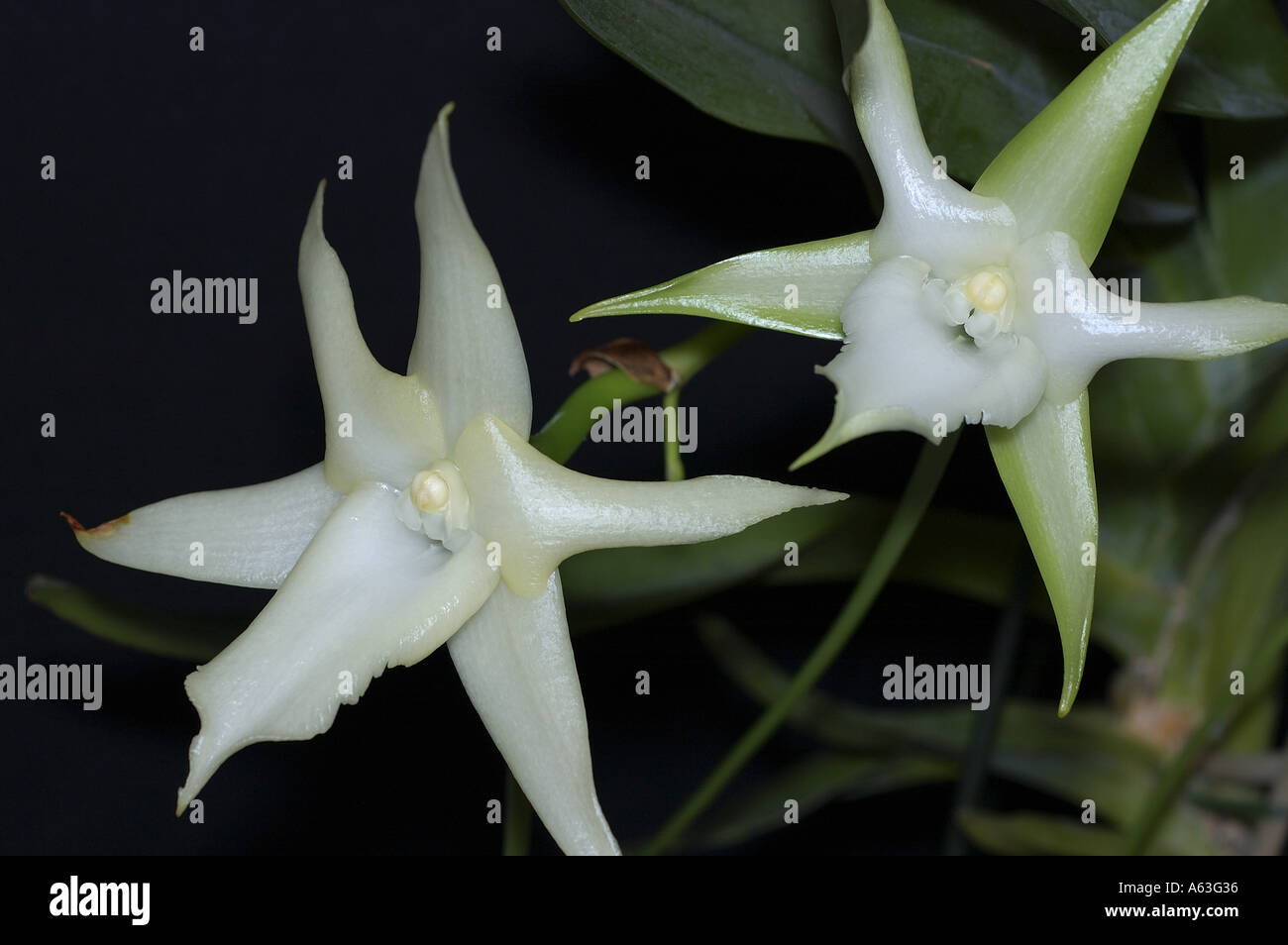 White blooming Christmas Orchid (Angraecum sesquipedale). Stock Photo