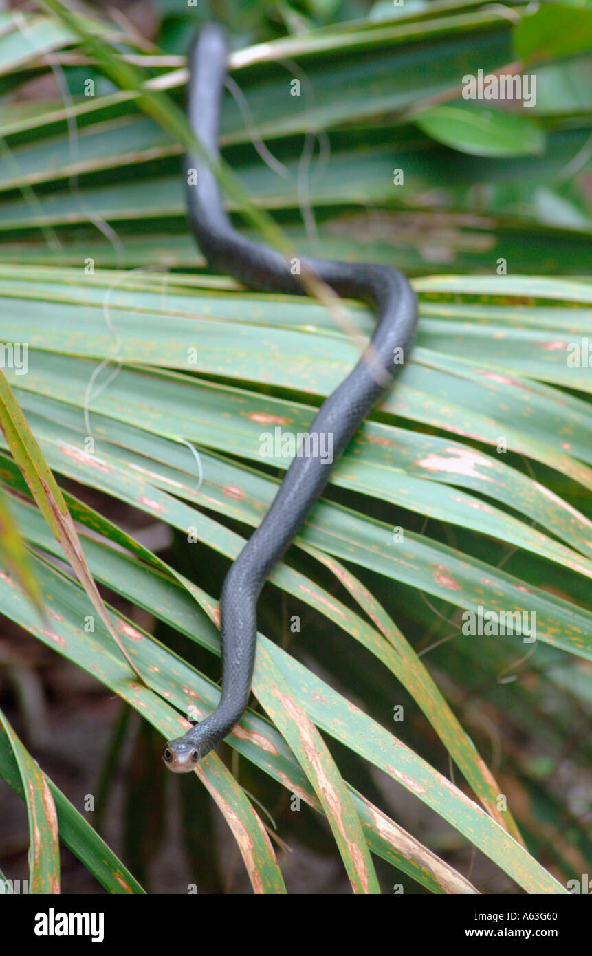 Southern Black Racer Coluber constrictor snake palm Stock Photo