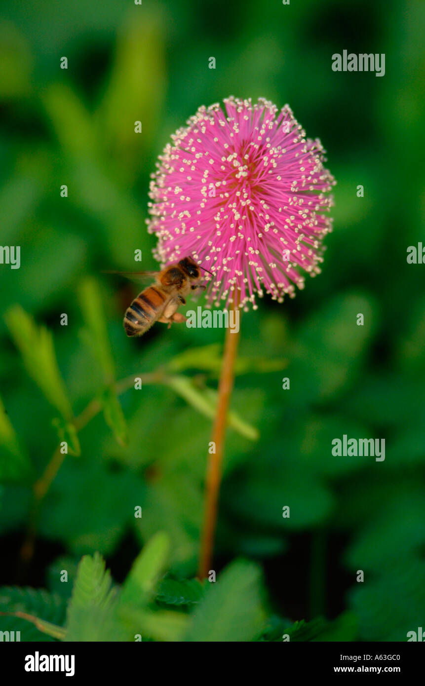 Bee smooth leaved sensitive brier Mimosa quadrivalvis flowers insects bugs Stock Photo