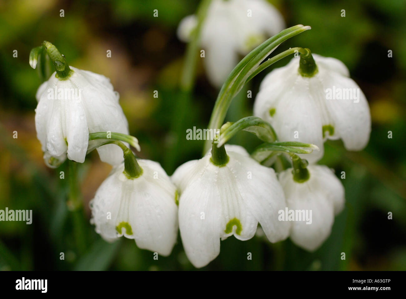 Snowdrops Stock Photo