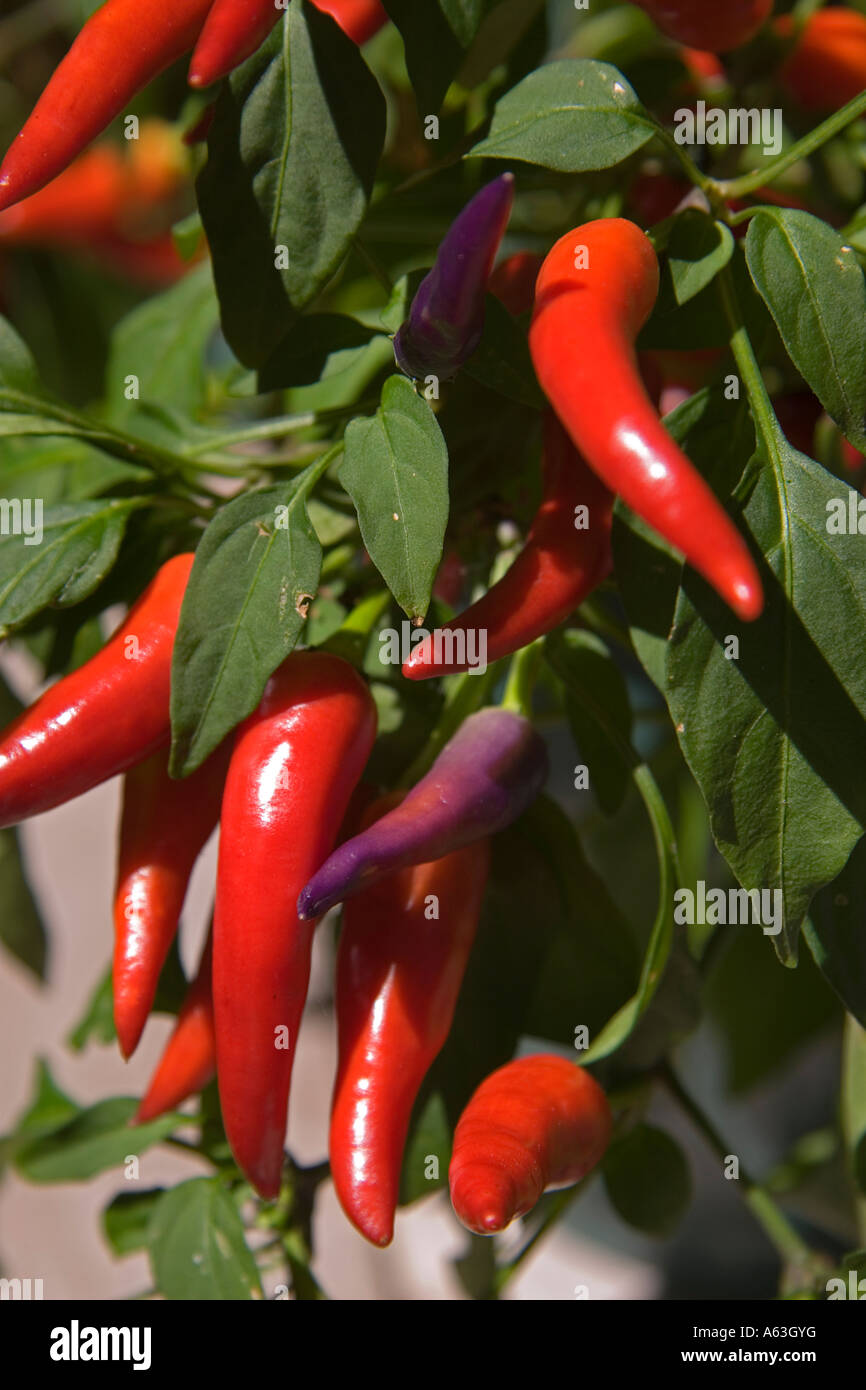 Red Chilli peppers growing on a bush Stock Photo