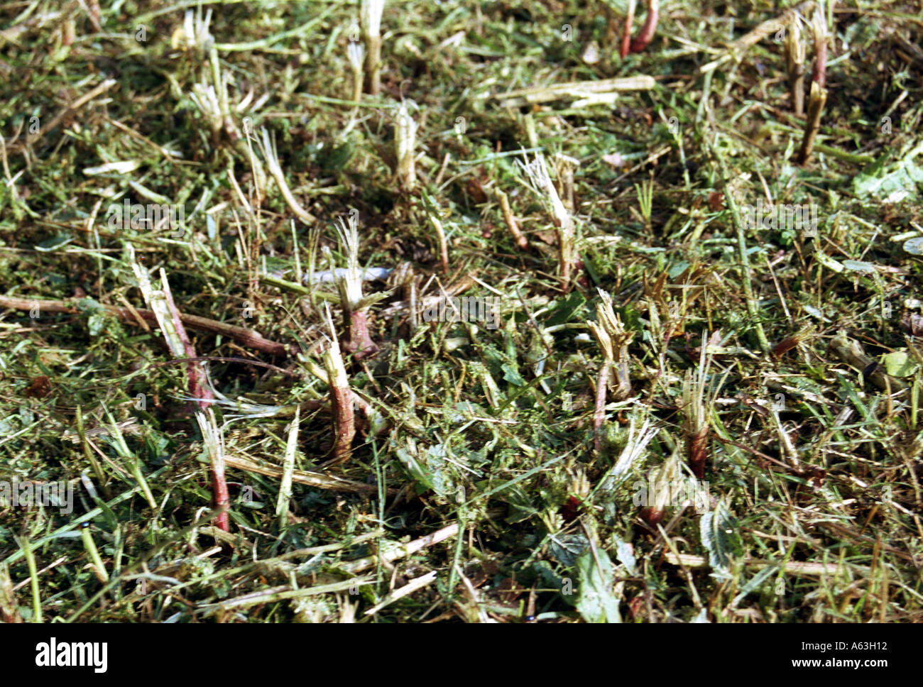 roughly cut grass and root stems in field  Stock Photo