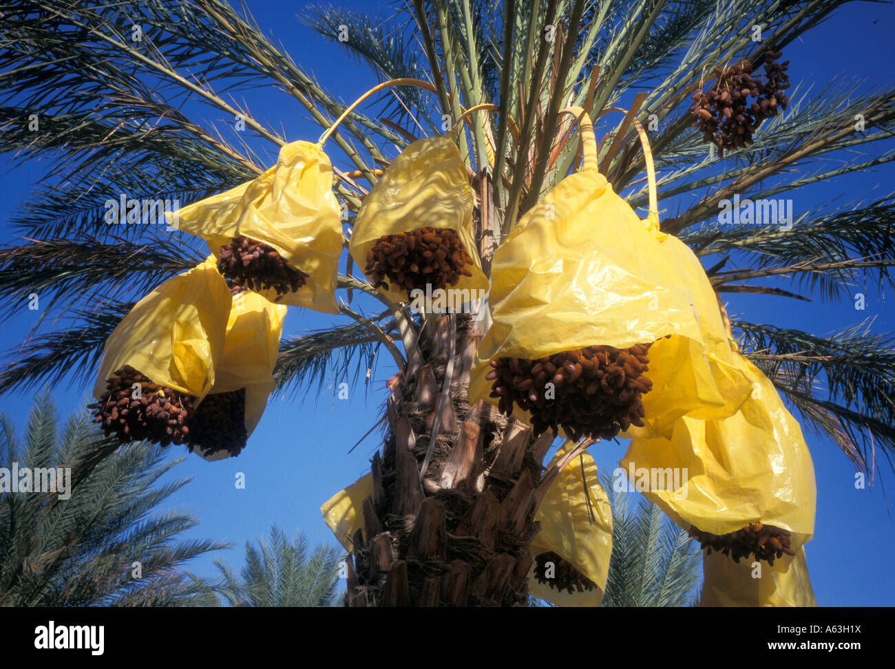 Bunches of dates ripening on a date palm, Douz, Tunisia Stock Photo