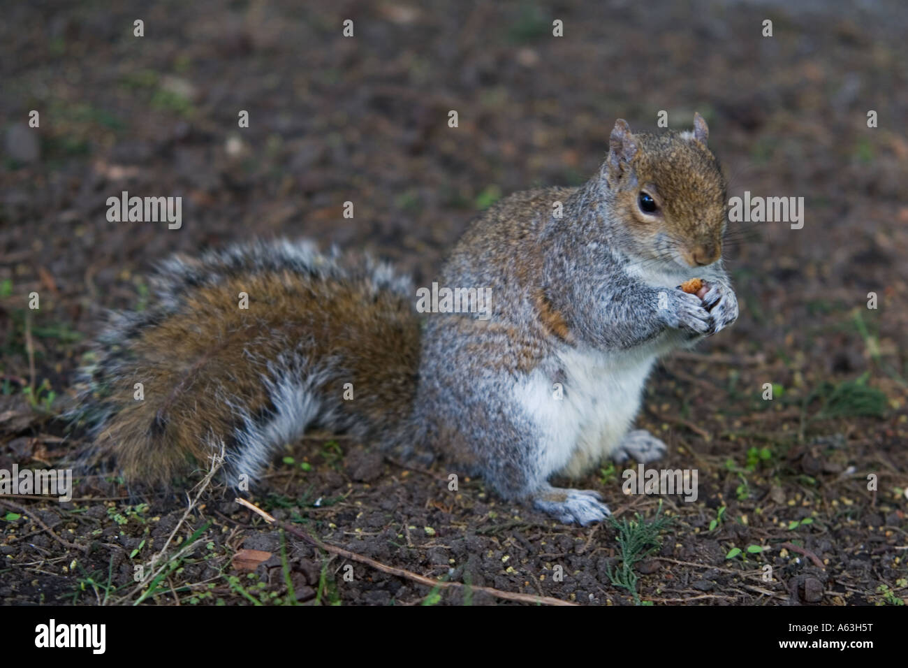 Little squirrel nibbles on a nut. Stock Photo