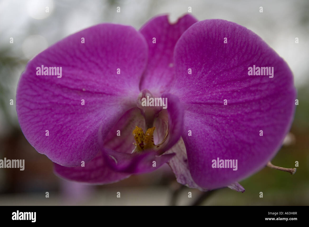 Pink Orchid also known as orchidaclae gaskelliana cattleya. Stock Photo