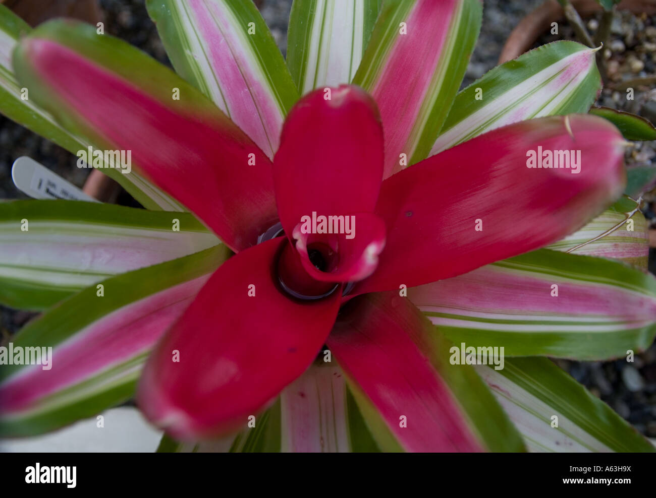 Aechmea fulgens tropical plant with green leaves and pink core flower. Stock Photo
