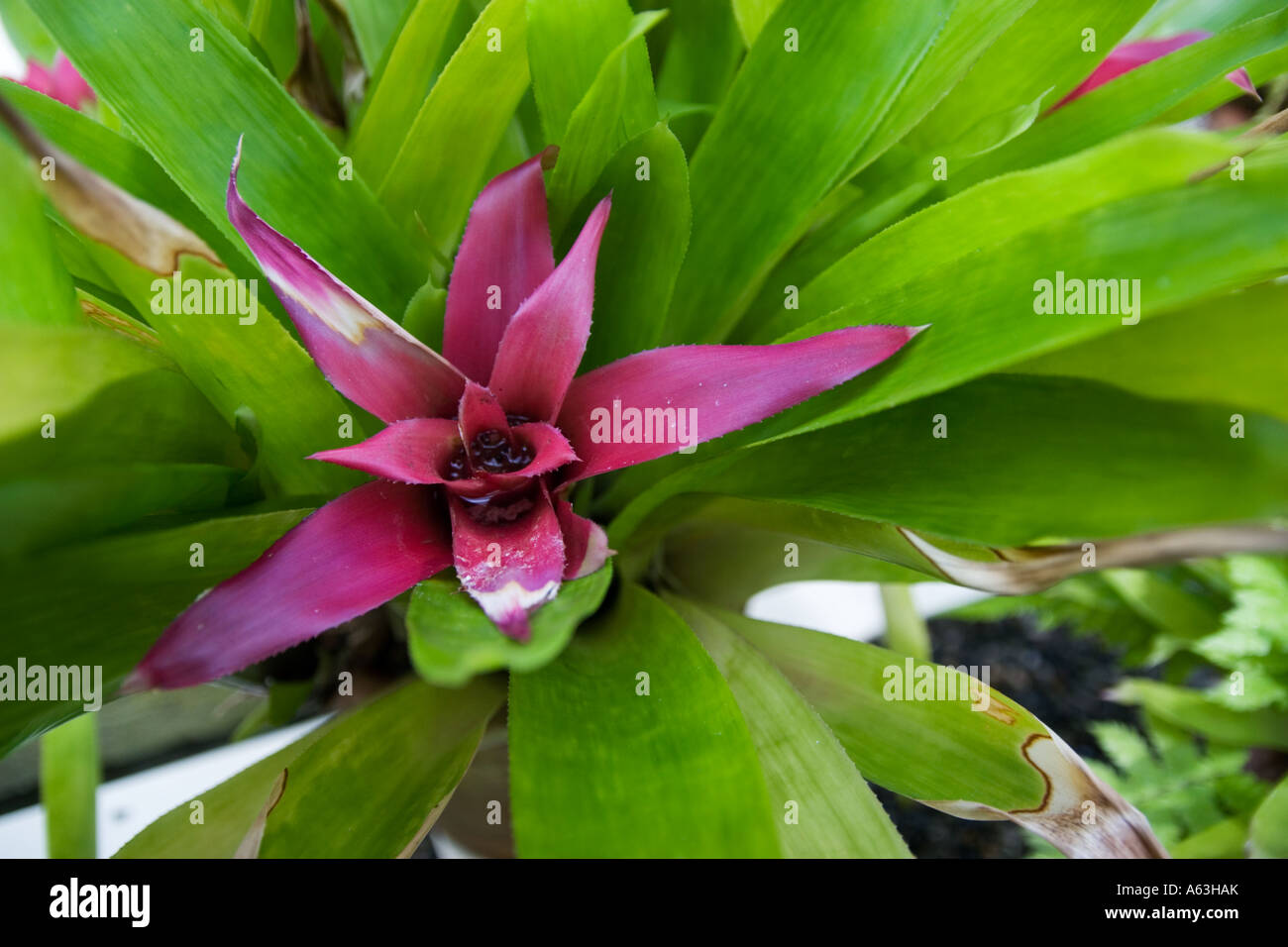 Aechmea fulgens tropical plant with green leaves and pink core flower. Stock Photo