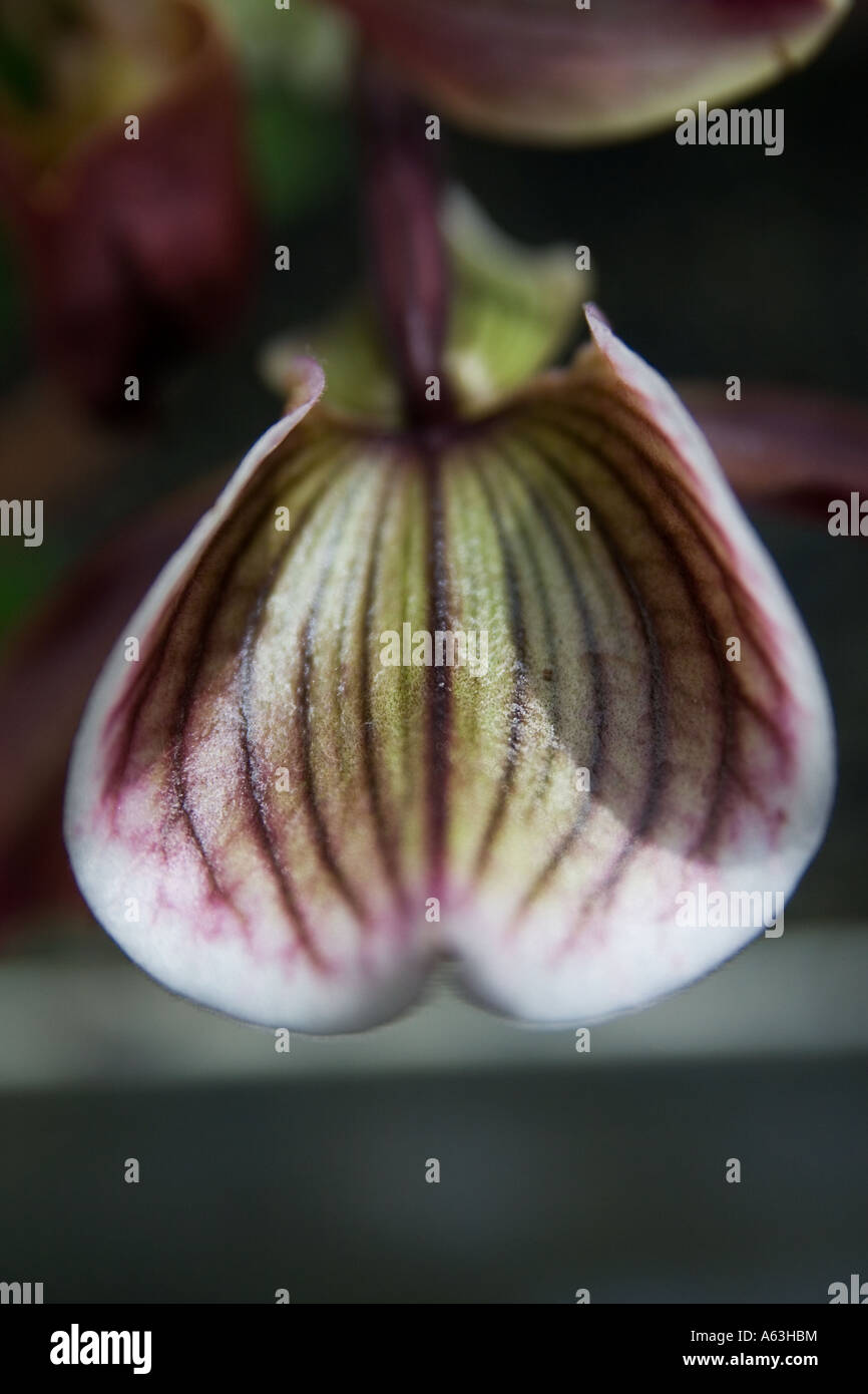 Paphiopedilum Colbert orchid with brown and pink flower. Stock Photo