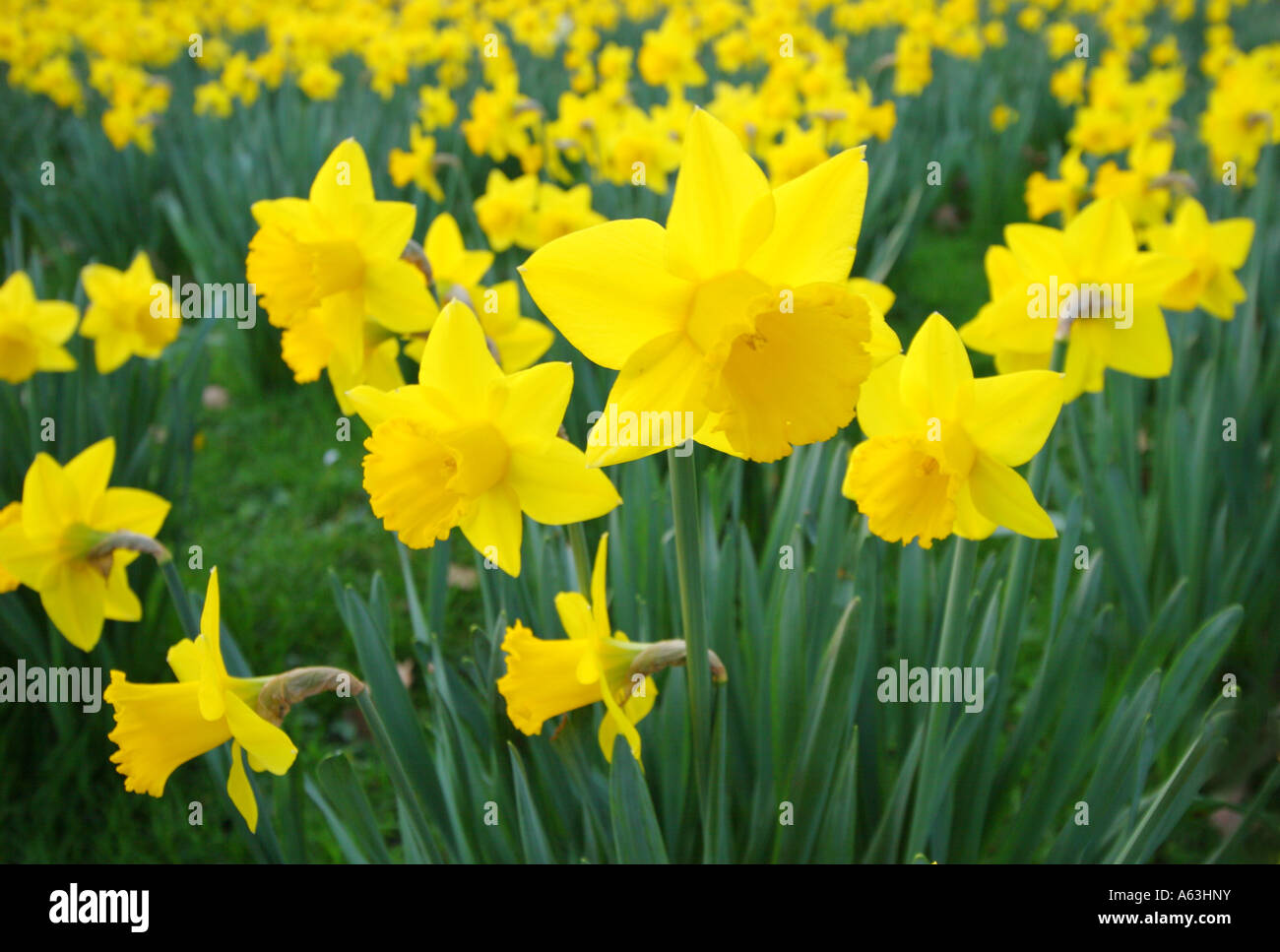 Swathe of Daffodils Stock Photo