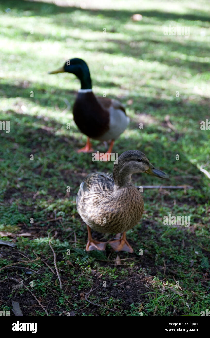 Wild ducks looking for food with no fear and alot of curiosity. Stock Photo