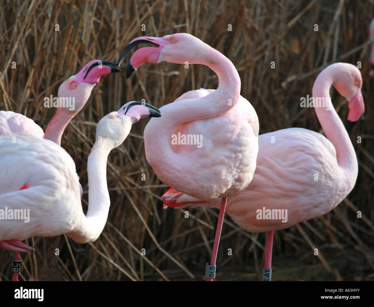 Squabbling Pink flamingos Phoenicopterus at Bristol Zoo Stock Photo - Alamy