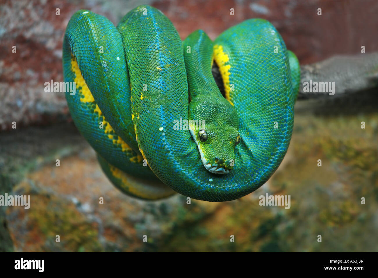 Green tree python in Bristol Zoo Stock Photo - Alamy