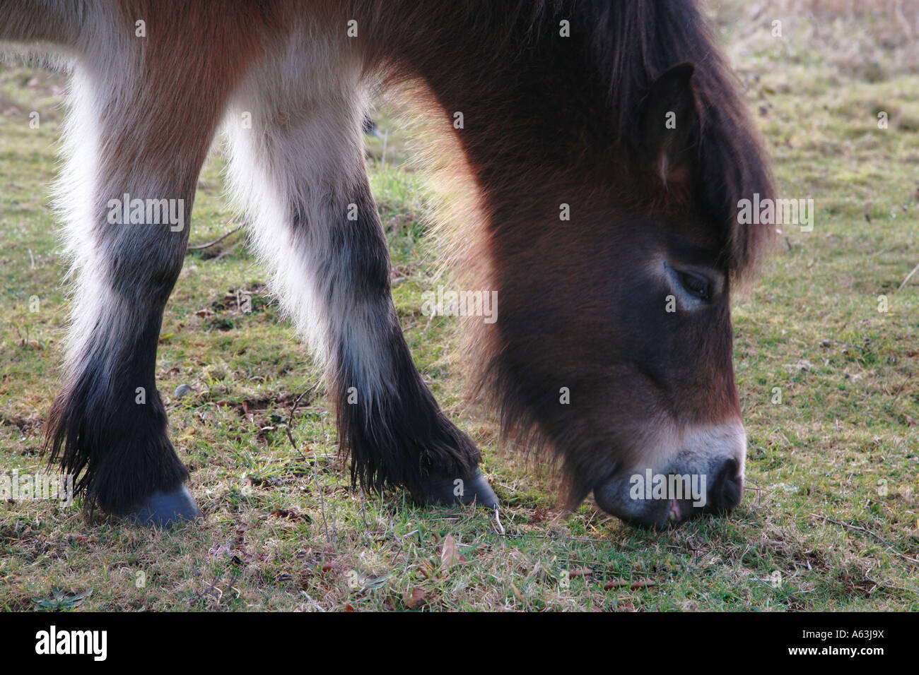 Exmoor pony grazing heath uplands Mendips Somerset Stock Photo