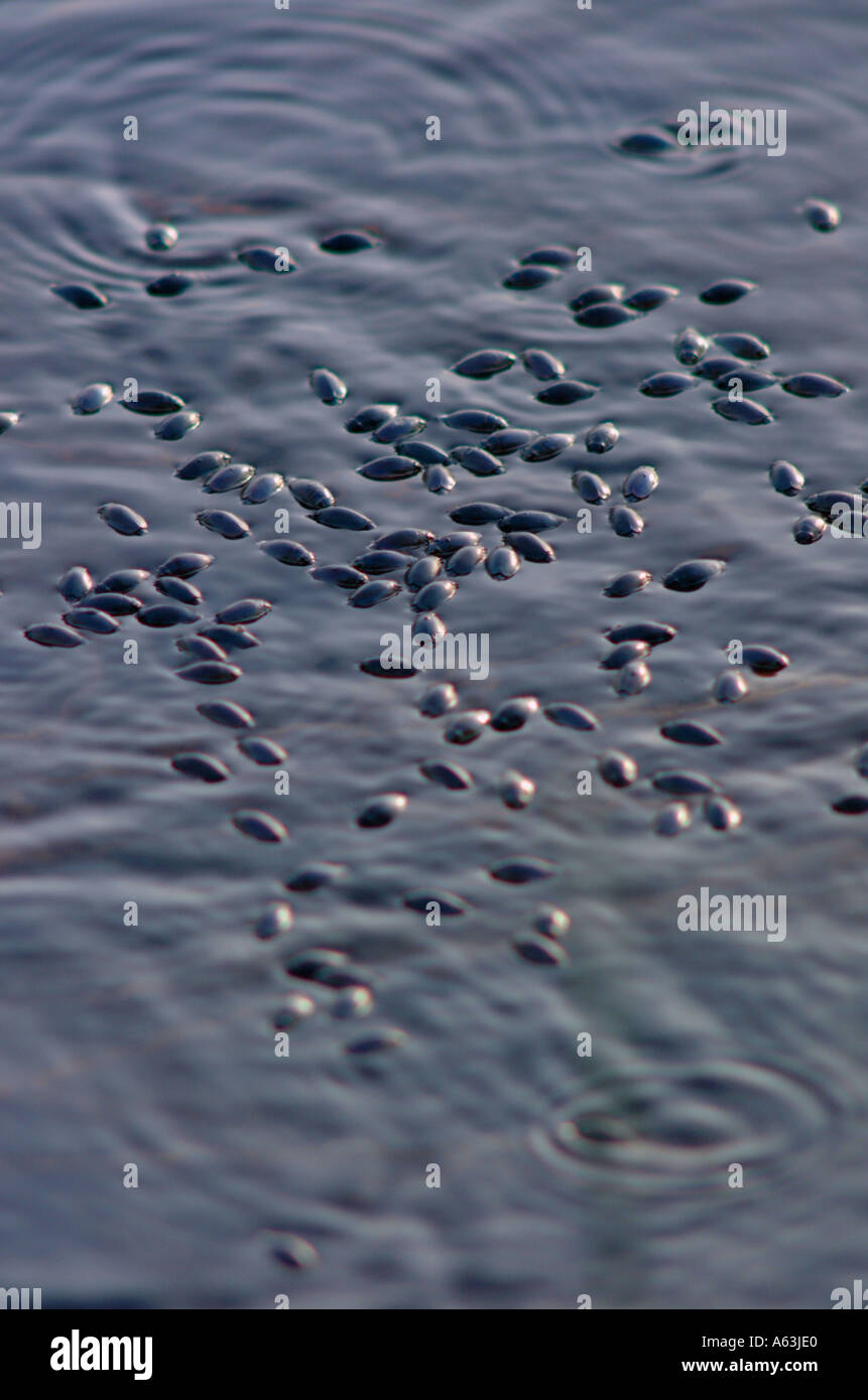 water beetle insects bugs beetles Savannas State preserve Florida Stock ...