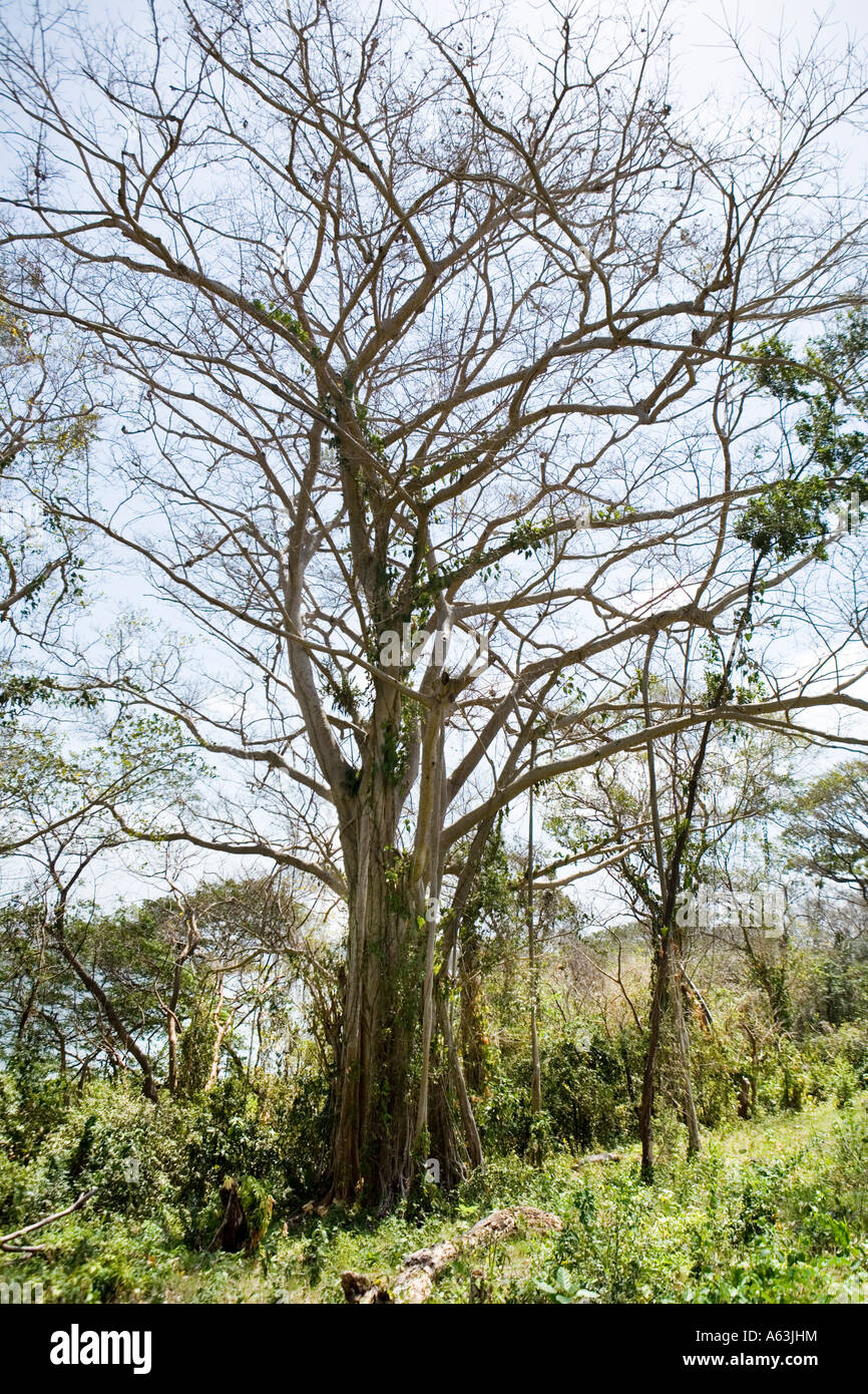 Chilamate tree Isla San Fernando aka Elvis Chavarria Solentiname Islands Nicaragua Stock Photo