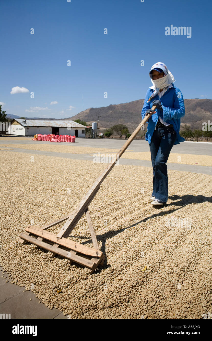 Woman with rake turrning coffee beans on the drying patios at Solcafe ...