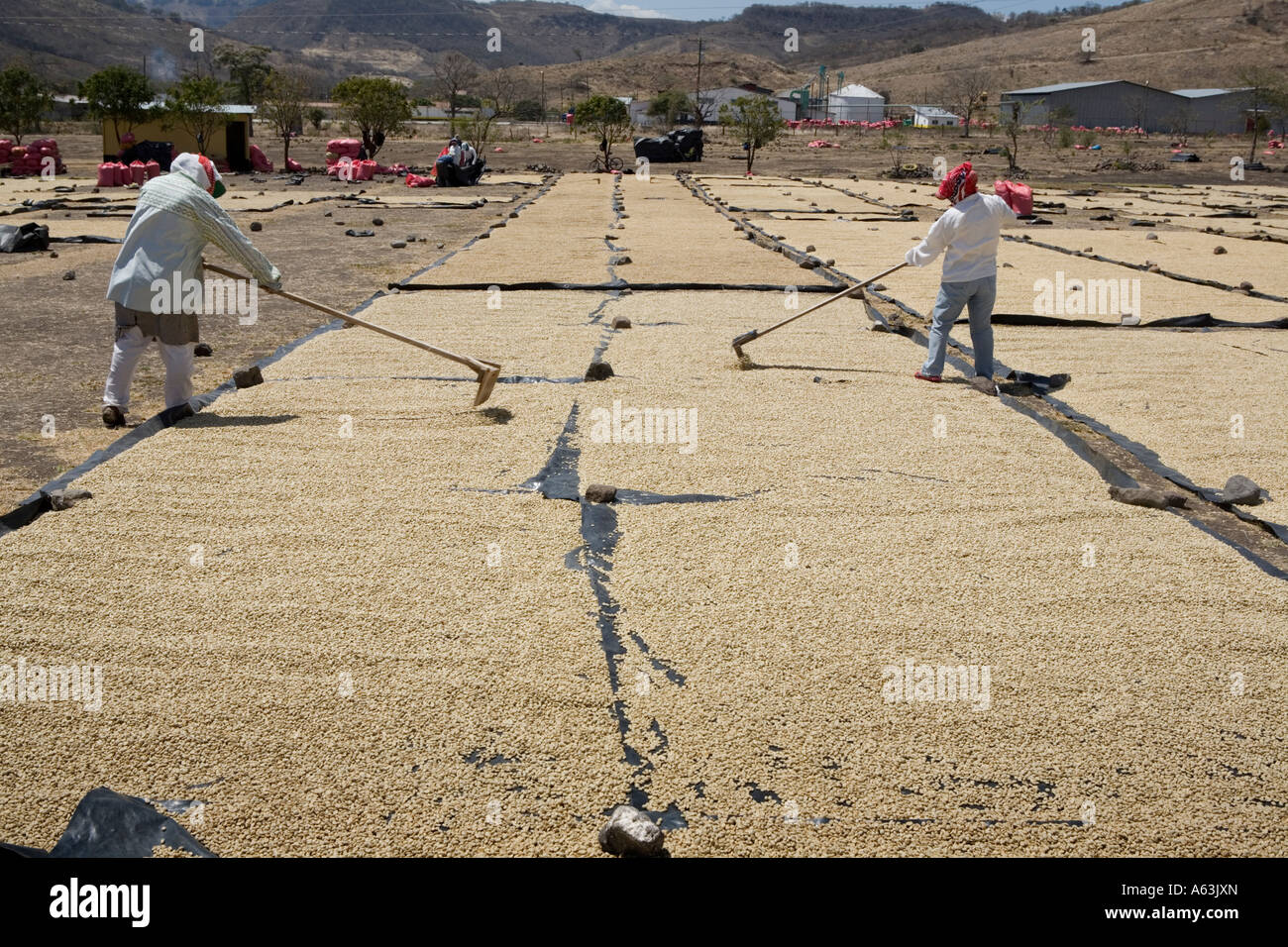 To prevent mildew women with rakes turn coffee beans on the drying