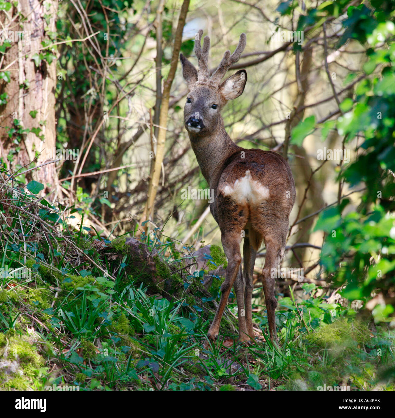 Roebuck in woodland Stock Photo