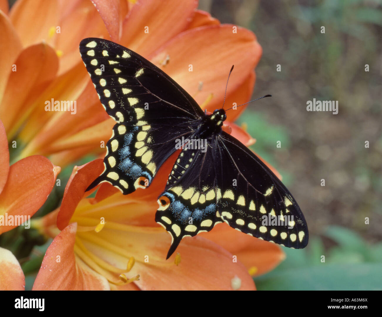 Black swallowtail butterfly (Papilio polyxenses) native to North, Central and tropical South America Stock Photo