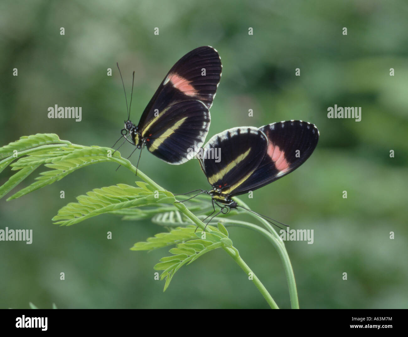 Cytherea hi res stock photography and images Alamy