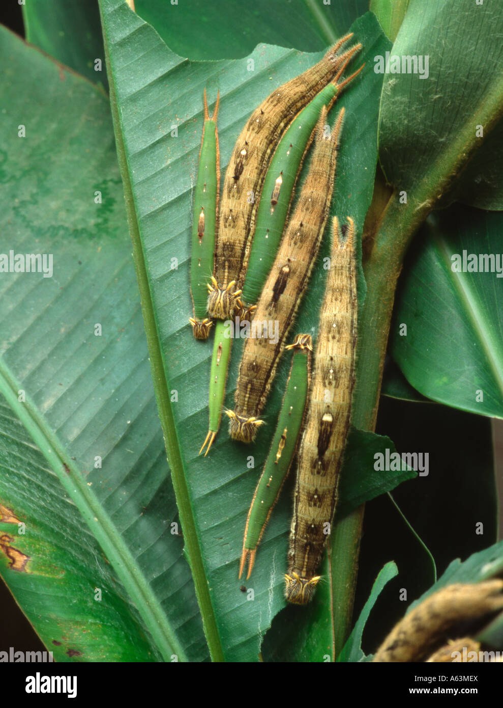 owl butterfly larvae catepillars (Caligo beltrao) from tropical Amazon