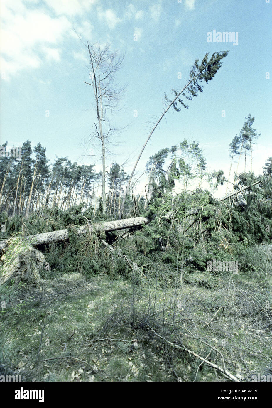 Fallen trees in the forest hi-res stock photography and images - Alamy