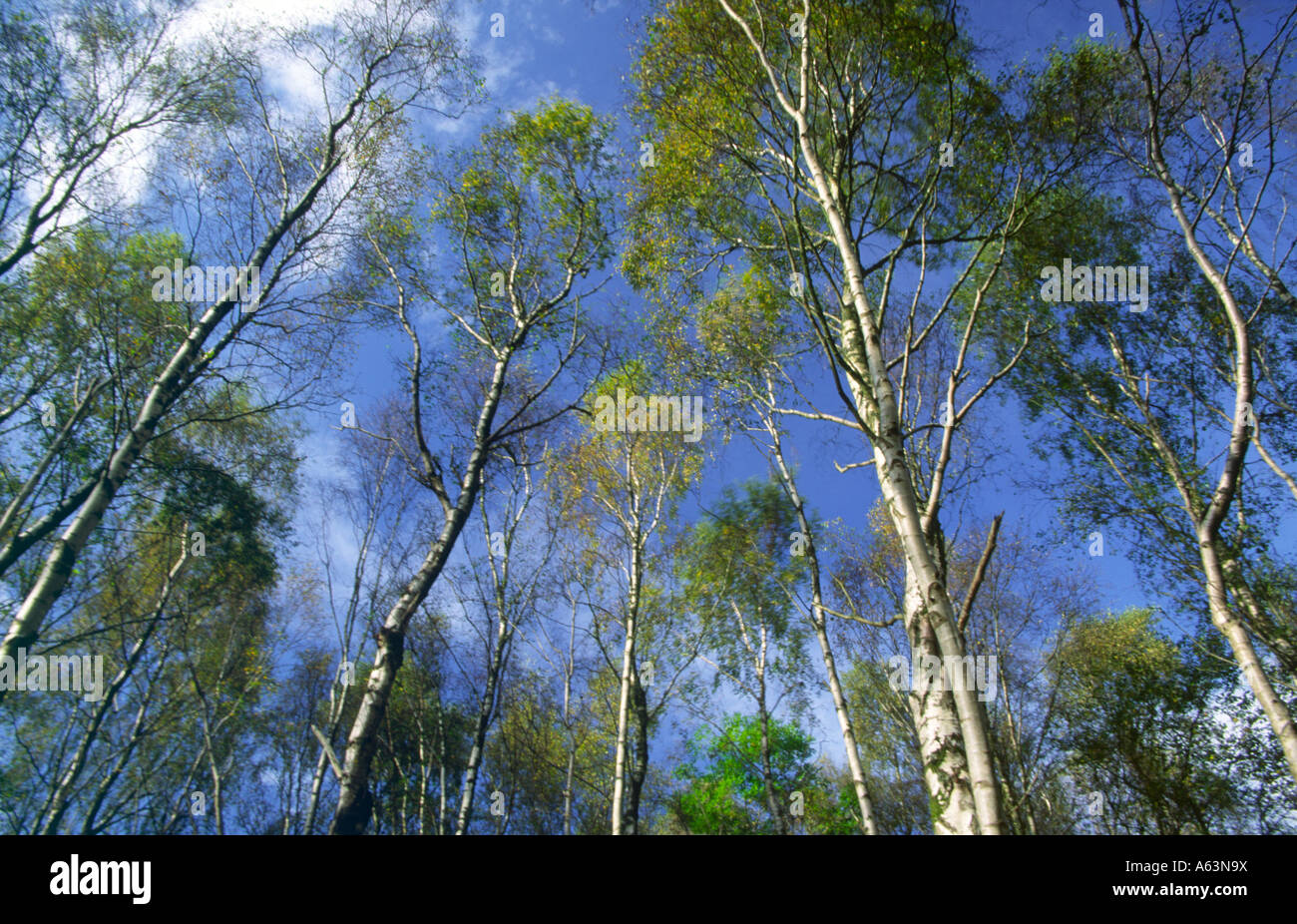 Forest Silver Birch wood Betula pendula trees blowing in the wind Scotland UK Stock Photo