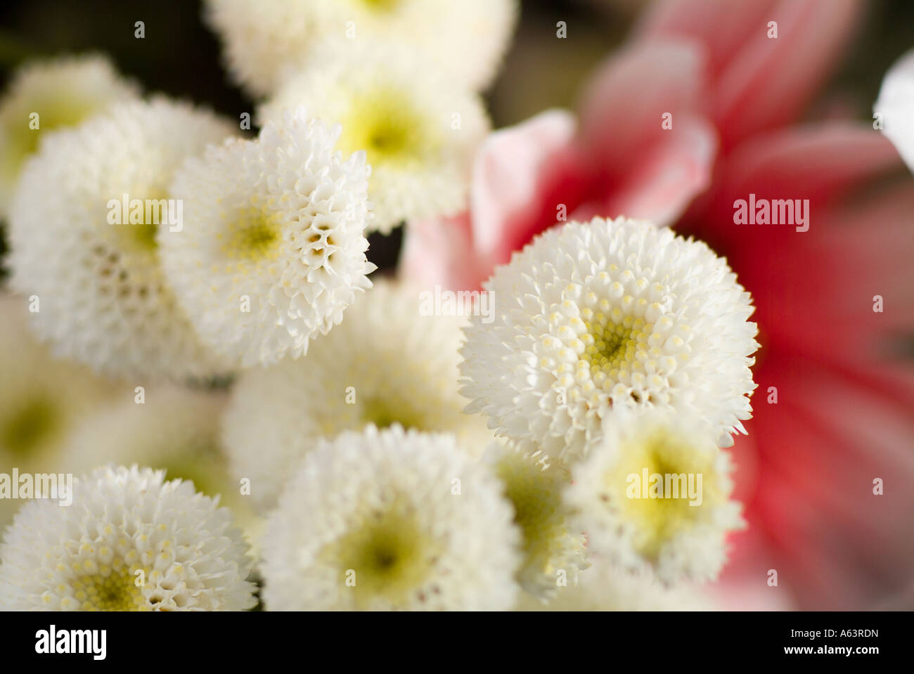 White pom pon chrysanthemum Stock Photo